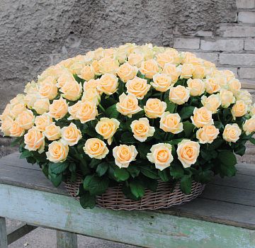 151 кремовая роза в корзине 151 кремовая роза в корзине